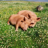 Sleeping pigs in clover and grass