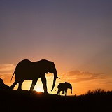 Elephants and Namib sunrise
