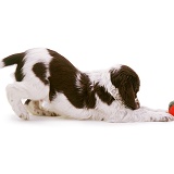 Spaniel pup play-bowing with ball
