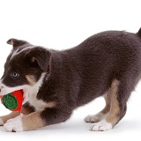 Playful Border Collie puppy
