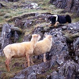 Sheep and sheep dog face-off