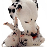 Dalmatian mother licking pup