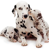 Dalmatian and pups