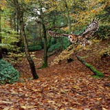 Tawny Owl in Beech woodland