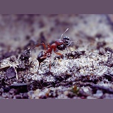 Slave maker ant with slave
