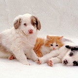 Kitten and two puppies lazing