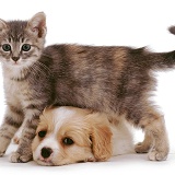 Kitten standing over lying puppy