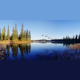 Whooper swans panorama