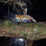 Fox on log bridge