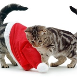 Kittens playing with a Santa hat