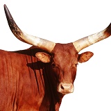 Ankole cow
