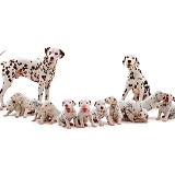 Dalmatian family