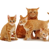 Ginger cat and kittens