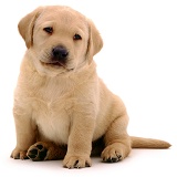Yellow Labrador pup