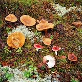 Toadstools on pine forest floor