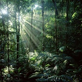 Sunbeams in rainforest 3D 1 R