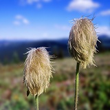 Western Anemone seed heads