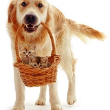 Retriever with kittens in a basket