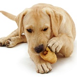 Labrador pup chewing