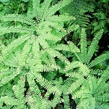 Maidenhair ferns