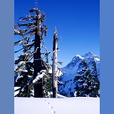 Mt. Shuksan, snow, & trees
