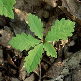 Oak seedling