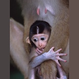 Baby Pig-tailed Macaque