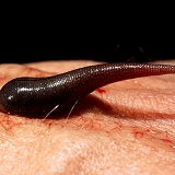 Brown Leech, after sucking human blood