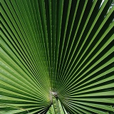 Fan palm leaf