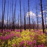 Fireweed and burnt trees