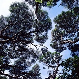 White Tea Trees