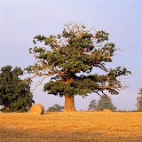 Oak tree and bales