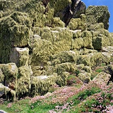 Lichen-covered rocks and Thrift