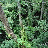 Rainforest canopy 3D 1 R