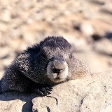 Marmot lounging on a rock