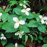 White Trilliums