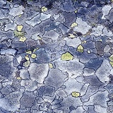 Stone lichen in Norway