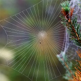 Unfinished orb web with dew