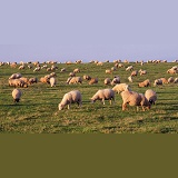 Sheep on Lundy