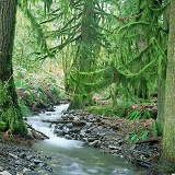 Moss-covered temperate rainforest