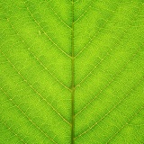Sweet Chestnut leaf