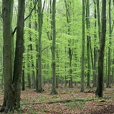 Beech woodland in Spring