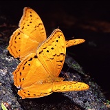 The Cruiser butterflies