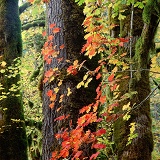 Autumnal Vine Maple leaves