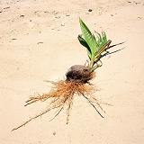 Coconut with roots and shoots