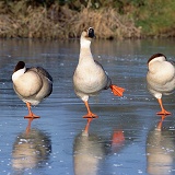 Chinese geese on ice