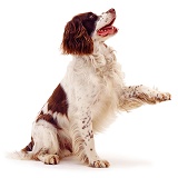 English Springer Spaniel with paw up
