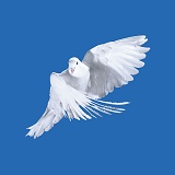 White Pigeon in flight