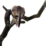 Kitten up a tree