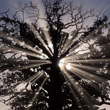 Sunbeams and oak tree
